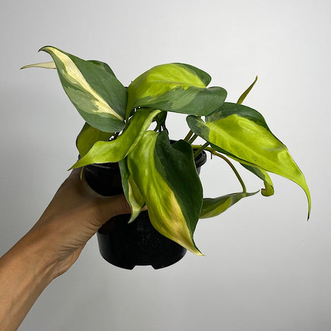 Philodendron Hederaceum Brasil 130mm