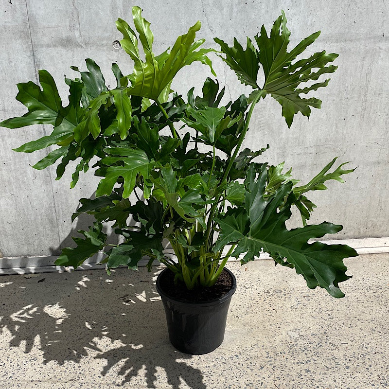 Philodendron Hope 250mm