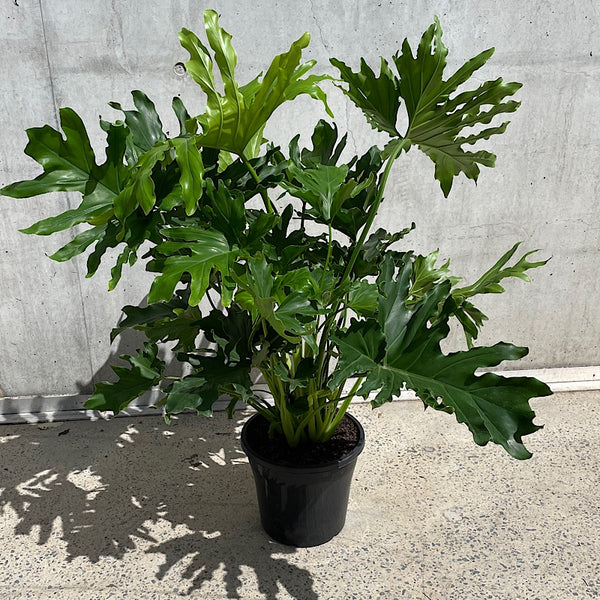 Philodendron Hope 250mm