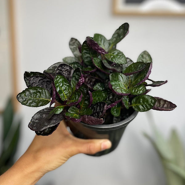 Hemigraphis Exotica Red Flame Ivy 120mm