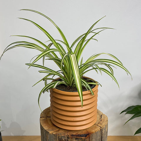 Spider Plant in Berlin Pot Cinnamon