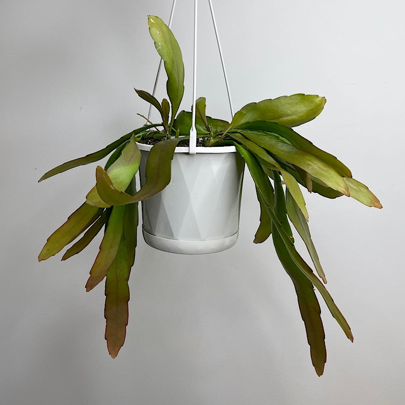 Rhipsalis Ramulosa 130mm Hanging