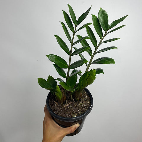 Zamioculcas Zamiifolia Zanzibar Gem 150mm