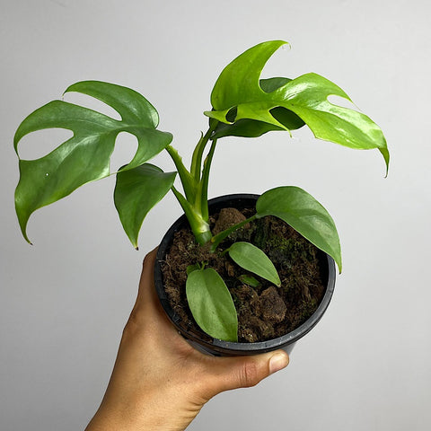 Rhaphidophora Tetrasperma Mini Monstera 130mm