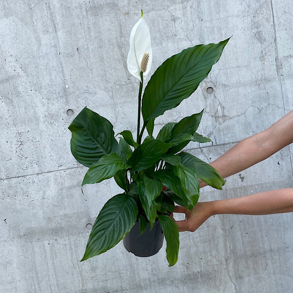 Spathiphyllum Peace Lily 170mm