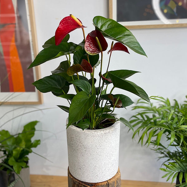 Anthurium Flamingo Flower Red in Cylinder Pot White Terrazzo
