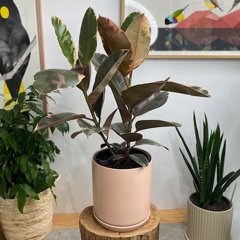Ruby Rubber Tree in X-Large Oslo Planter Peach
