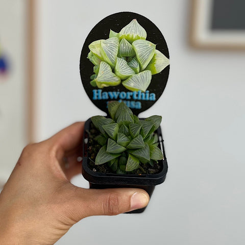 Haworthia Retusa 65mm