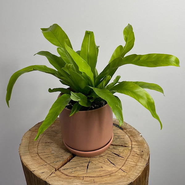 Crissie Crested Birds Nest Fern in Small Oslo Pot Dusty Rose
