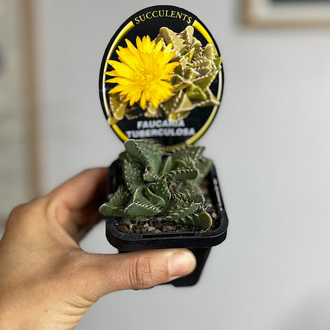 Faucaria Tuberculosa Succulent 65mm