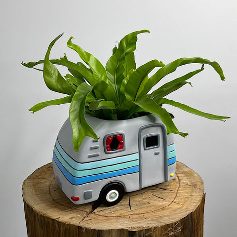 Crissie Birds Nest Fern in Happy Camper Planter