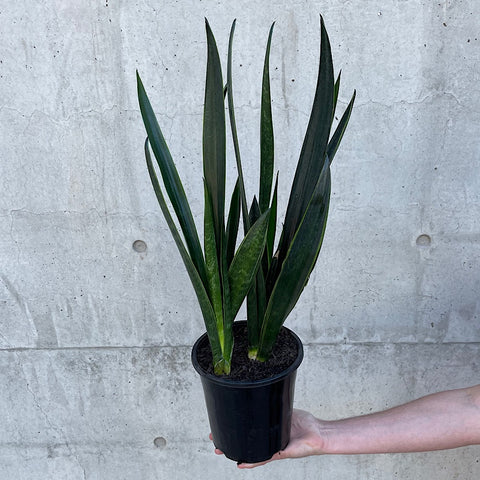 Sansevieria Trifasciata Black Sword 175mm