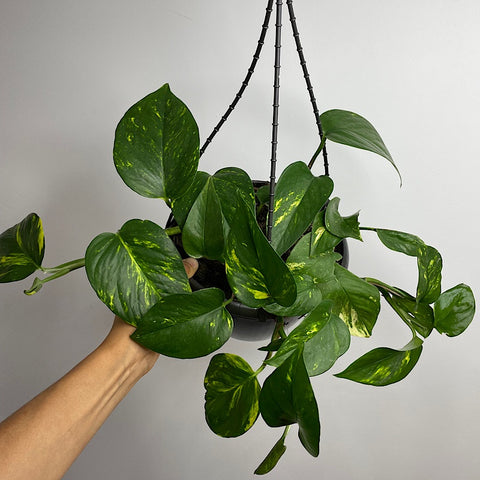 Epipremnum Aureum Devils Ivy 200mm Hanging