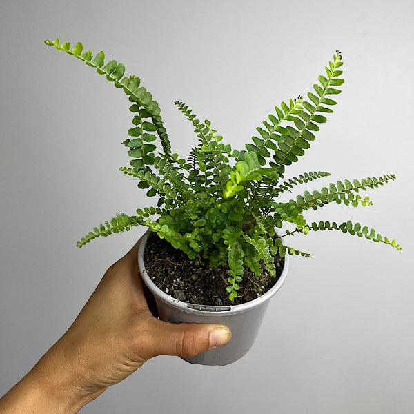 Nephrolepis Cordifolia Duffii Fern 105mm