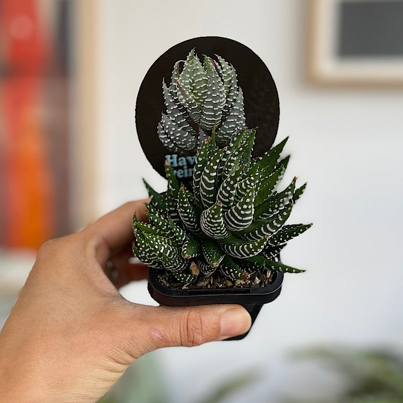 Haworthia Reinwardtii 65mm