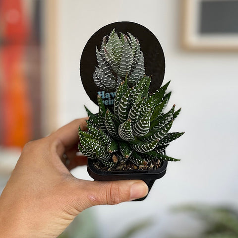 Haworthia Reinwardtii 65mm
