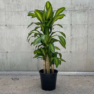 Dracaena Fragrans Massangeana Happy Plant 250mm