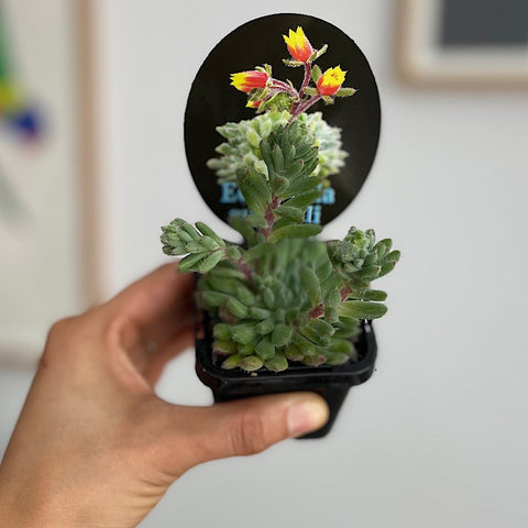 Echeveria Rundelli 65mm