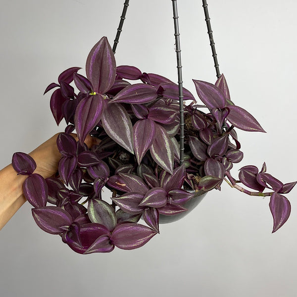 Tradescantia Zebrina Spiderwort 200mm