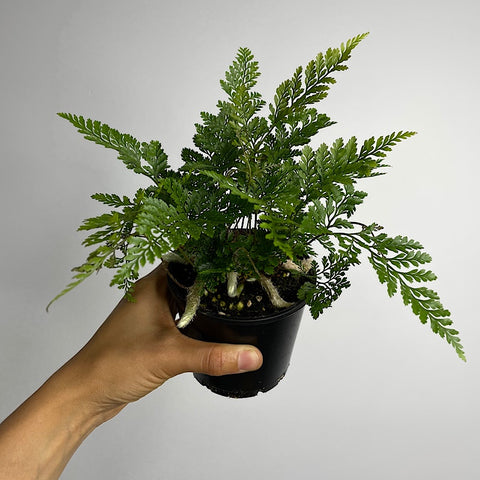 Humata White Rabbit's Foot Fern 100mm