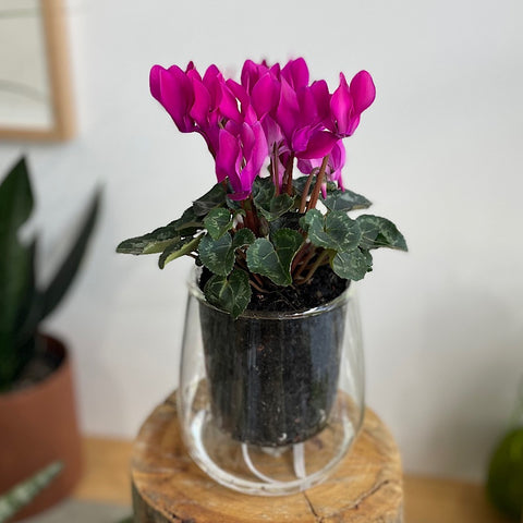 Bright Purple Cyclamen in Large Clear Self Watering Glass Pot