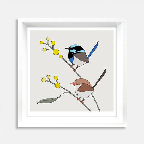 Superb Fairy-Wrens and Wattle Framed Art Print by Eggpicnic