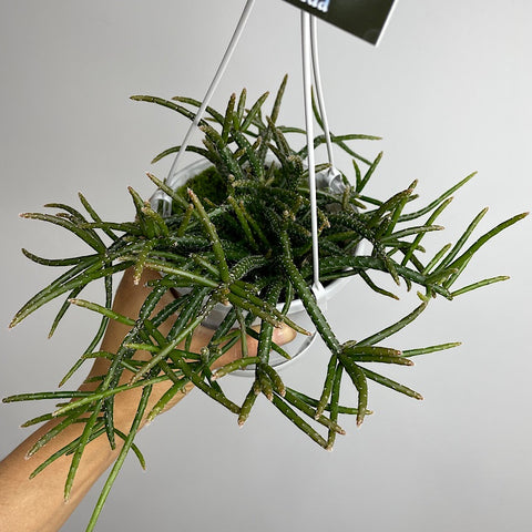 Rhipsalis Horrida 130mm Hanging