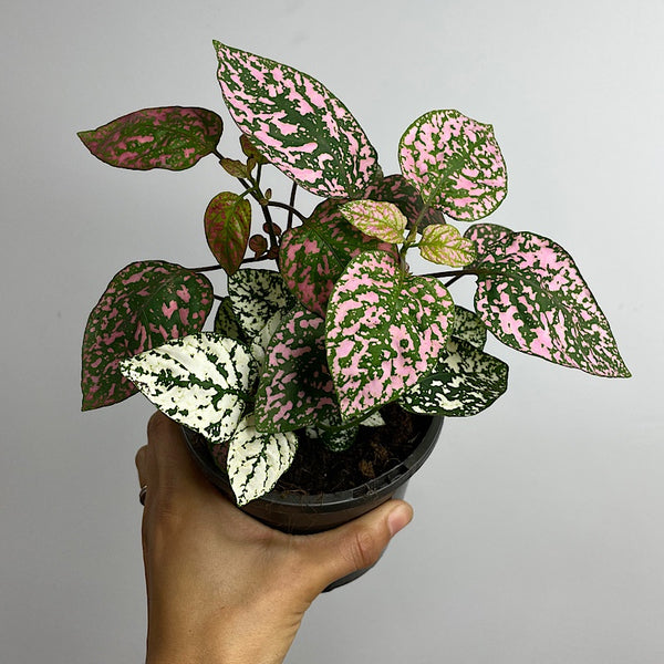 Hypoestes Phyllostachya Triple Splash 120mm