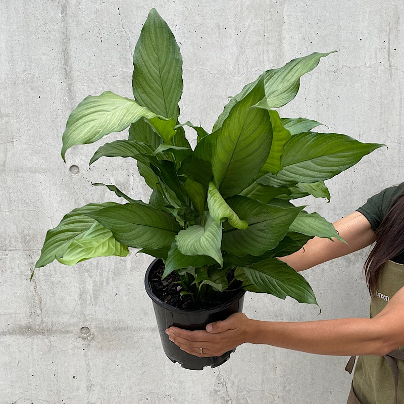Spathiphyllum Platinum Mist Peace Lily 200mm  The Green Vine Plants
