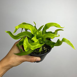 Asplenium Birds Nest Fern Hurricane 100mm