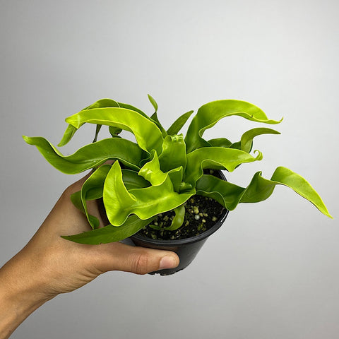 Asplenium Birds Nest Fern Hurricane 100mm