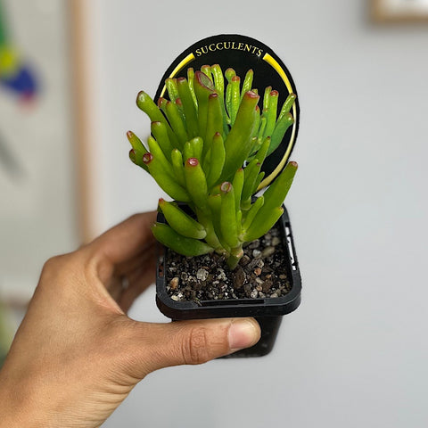 Crassula Ladies Fingers Succulent 65mm