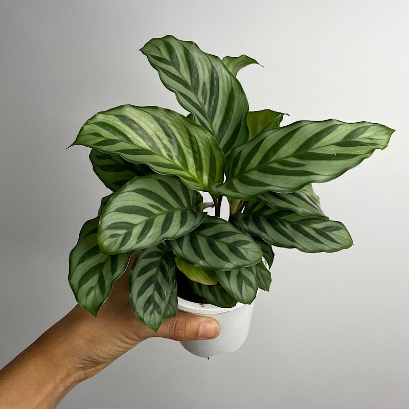 Calathea Freddy 90mm