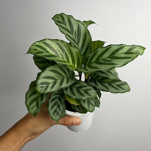 Calathea Freddy 90mm