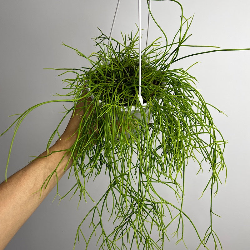 Rhipsalis Campos Portoana 130mm Hanging