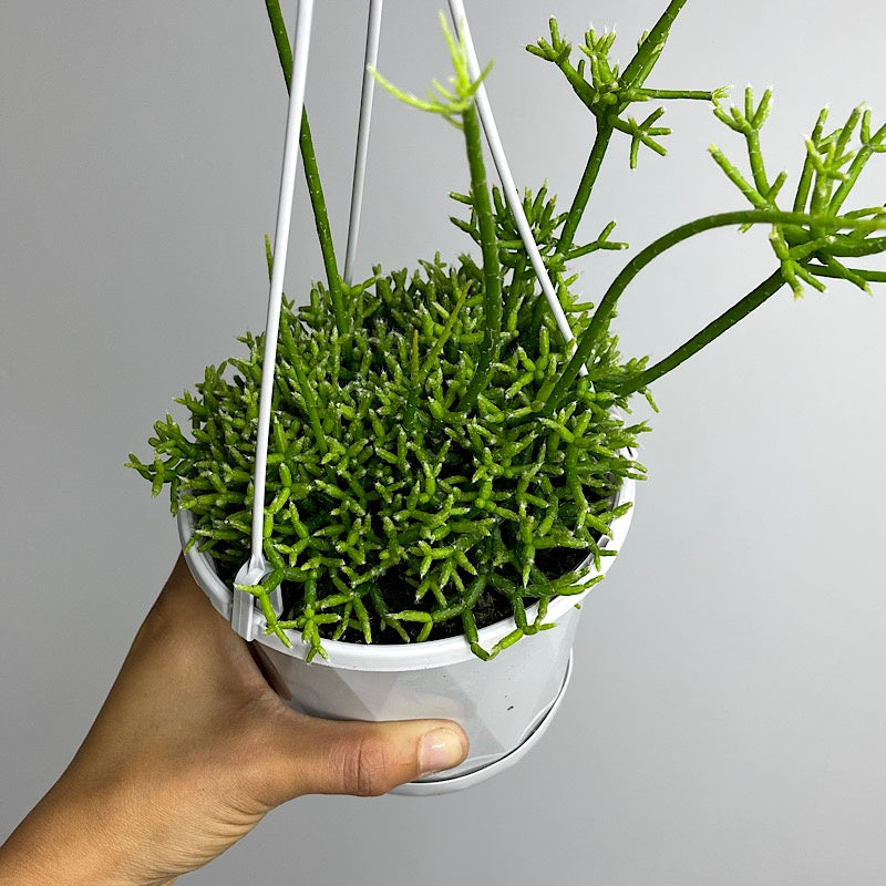 Rhipsalis Cereuscula 130mm Hanging