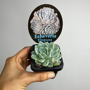 Echeveria Elegans Succulent 65mm