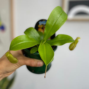 Nepenthes Tropical Pitcher Plant 100mm