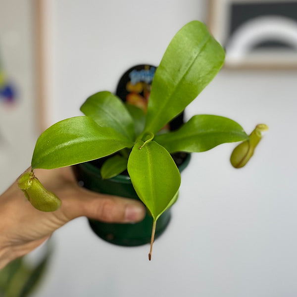 Nepenthes Tropical Pitcher Plant 100mm