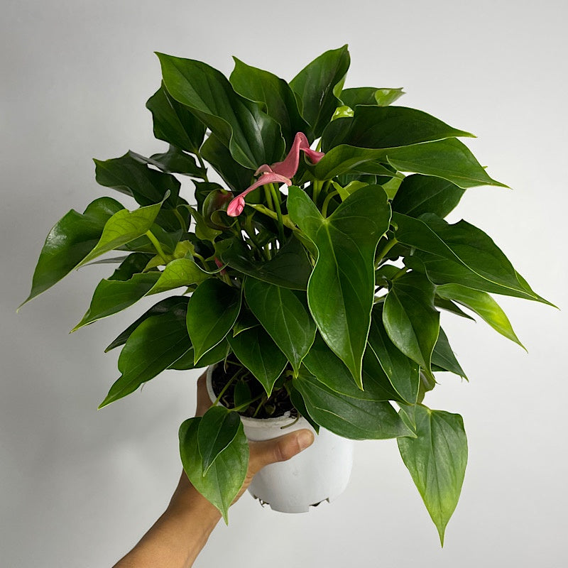 Anthurium Andraeanum Flamingo Flower Pink 140mm