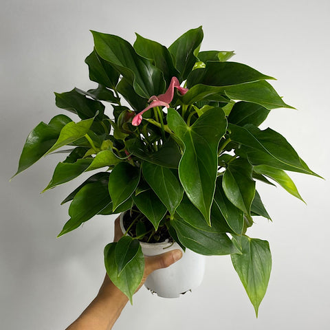 Anthurium Andraeanum Flamingo Flower Pink 140mm