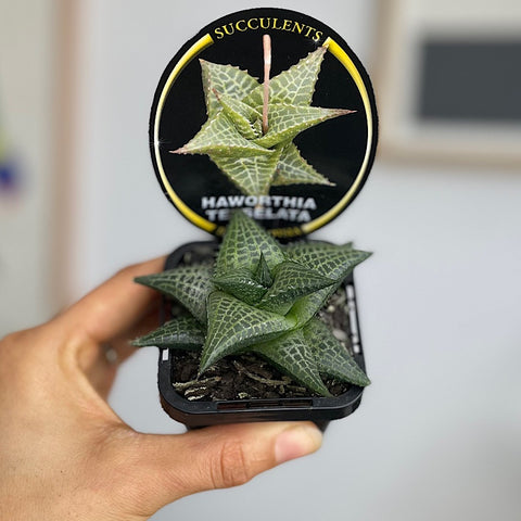 Haworthia Tesselata 65mm