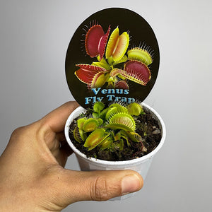 Venus Fly Trap 70mm