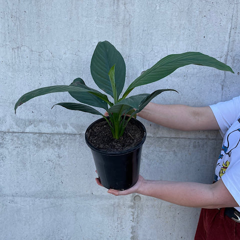 Spathiphyllum Sensation Peace Lily 180mm