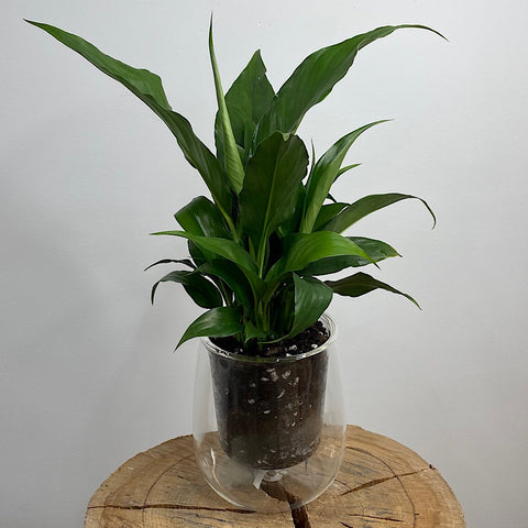 Peace Lily in Large Clear Self Watering Glass Pot