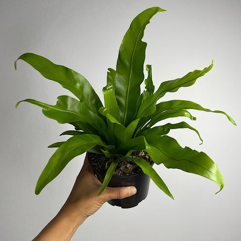 Asplenium Nidus Birds Nest Fern 130mm
