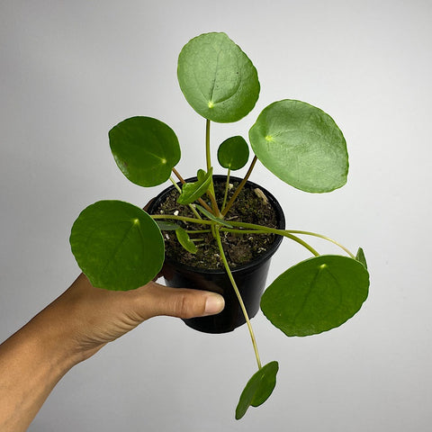 Pilea Peperomioides Chinese Money Plant 105mm