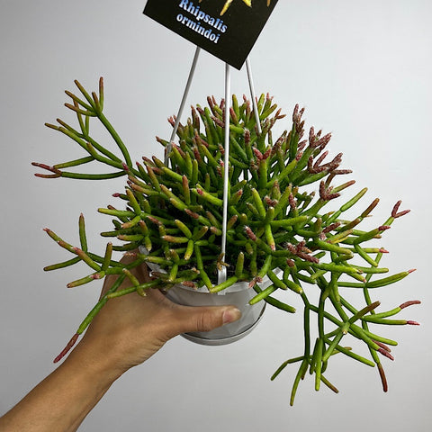 Rhipsalis Ormindoi 130mm Hanging