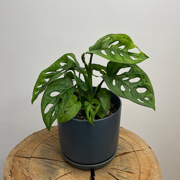 Monstera Adansonii Monkey Mask in Small Oslo Navy