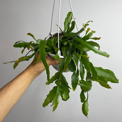 Rhipsalis Goebeliana 130mm Hanging